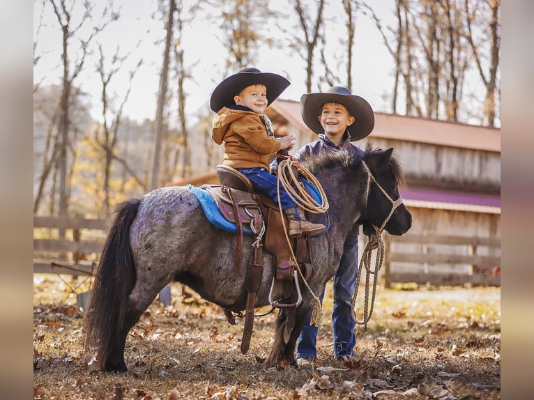 Amerikaans minipaard Merrie 12 Jaar 76 cm Roan-Blue in Lyles