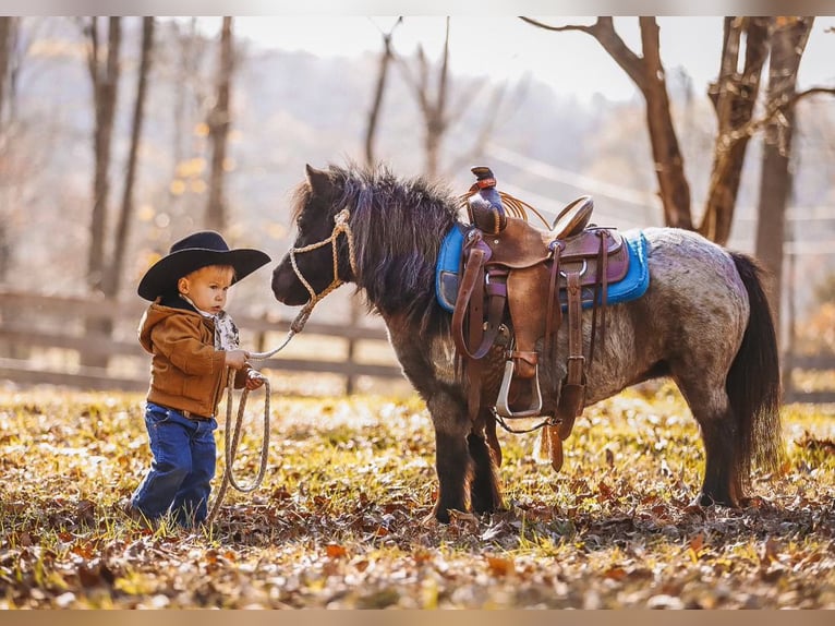 Amerikaans minipaard Merrie 12 Jaar 76 cm Roan-Blue in Lyles