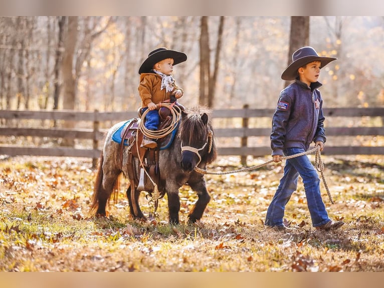 Amerikaans minipaard Merrie 12 Jaar 76 cm Roan-Blue in Lyles