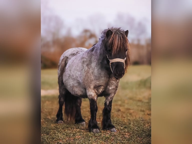 Amerikaans minipaard Merrie 12 Jaar 76 cm Roan-Blue in Lyles