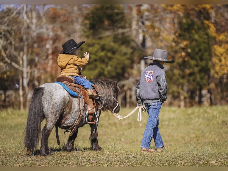 Amerikaans minipaard Merrie 12 Jaar 76 cm Roan-Blue in Lyles