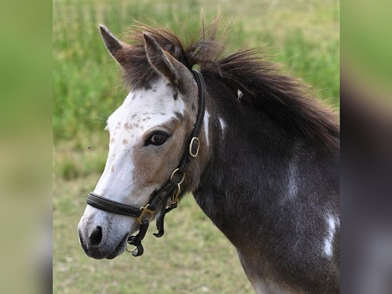 Amerikaans minipaard Merrie 12 Jaar Gevlekt-paard in Reichenwalde