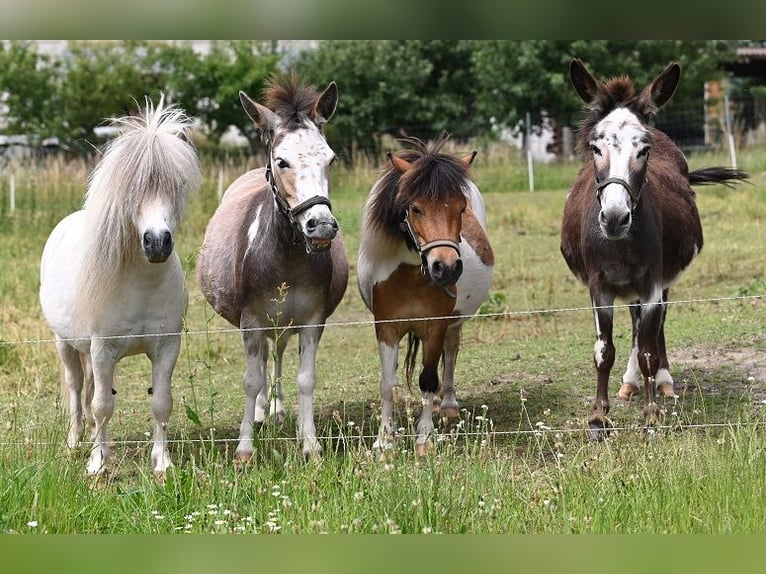 Amerikaans minipaard Merrie 12 Jaar Gevlekt-paard in Reichenwalde