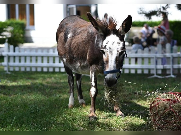 Amerikaans minipaard Merrie 12 Jaar Gevlekt-paard in Reichenwalde