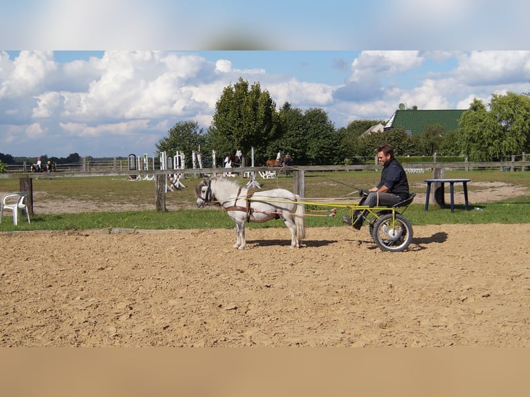 Amerikaans minipaard Merrie 12 Jaar Gevlekt-paard in Reichenwalde