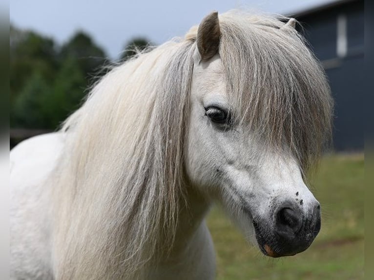 Amerikaans minipaard Merrie 12 Jaar Gevlekt-paard in Reichenwalde