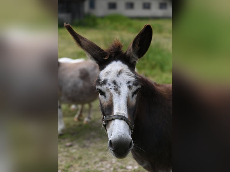 Amerikaans minipaard Merrie 12 Jaar Gevlekt-paard in Reichenwalde