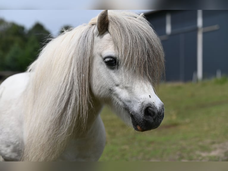 Amerikaans minipaard Merrie 12 Jaar Gevlekt-paard in Reichenwalde