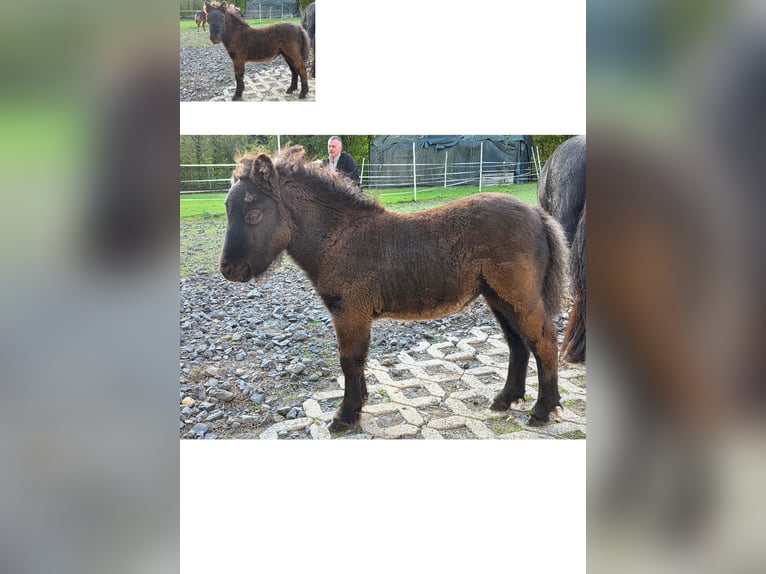 Amerikaans minipaard Merrie 13 Jaar 79 cm Gevlekt-paard in Büdingen