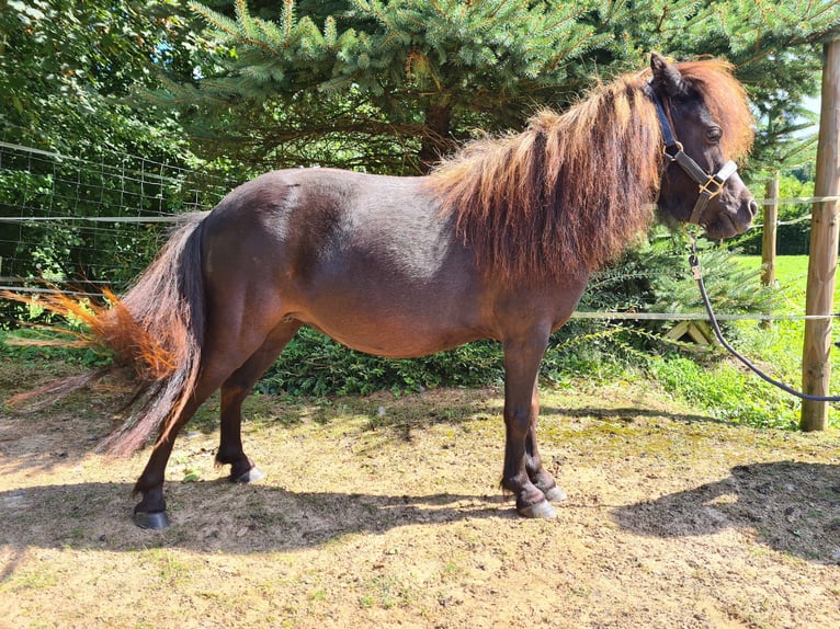 Amerikaans minipaard Merrie 13 Jaar 79 cm Gevlekt-paard in Büdingen