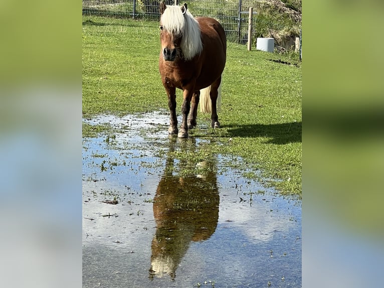 Amerikaans minipaard Mix Merrie 14 Jaar 85 cm Bruin in De Lier