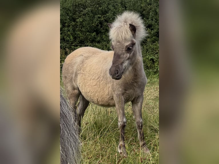 Amerikaans minipaard Merrie 15 Jaar 90 cm Schimmel in Kappeln