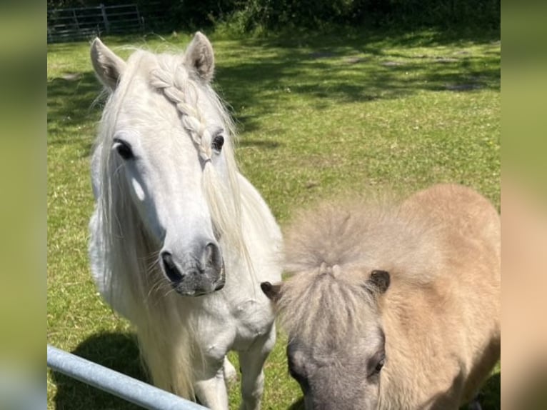 Amerikaans minipaard Merrie 15 Jaar 90 cm Schimmel in Kappeln
