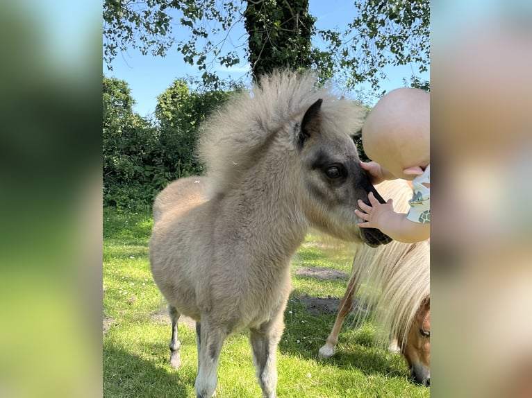 Amerikaans minipaard Merrie 15 Jaar 90 cm Schimmel in Kappeln