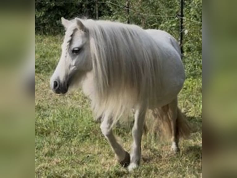 Amerikaans minipaard Merrie 15 Jaar 90 cm Schimmel in Kappeln