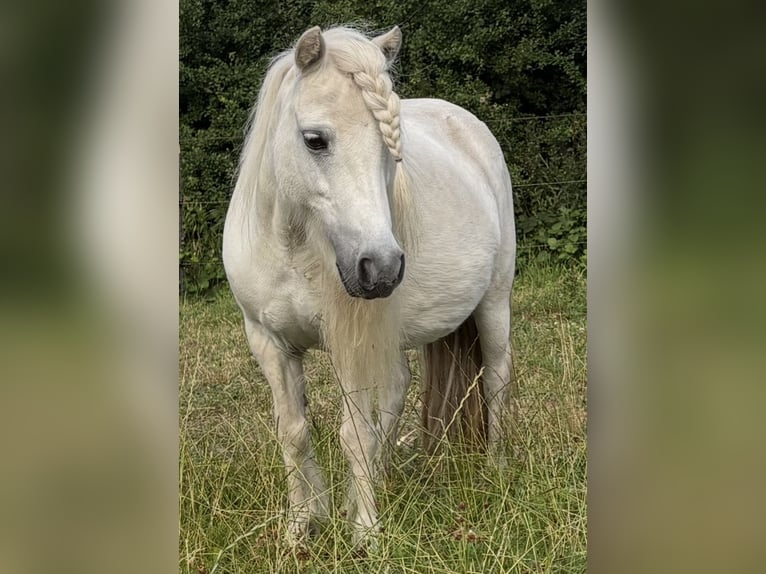 Amerikaans minipaard Merrie 15 Jaar 90 cm Schimmel in Kappeln