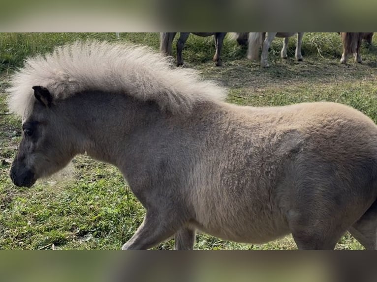 Amerikaans minipaard Merrie 15 Jaar 90 cm Schimmel in Kappeln