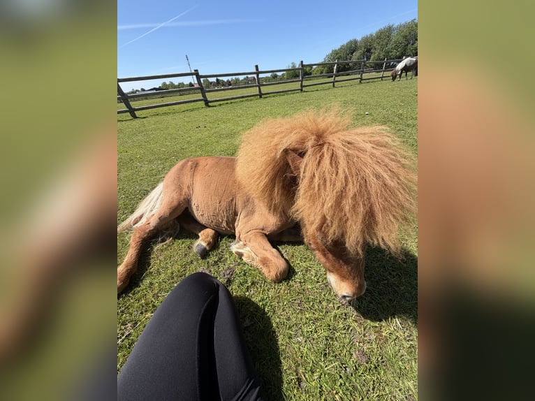 Amerikaans minipaard Merrie 1 Jaar 65 cm Vos in Garding