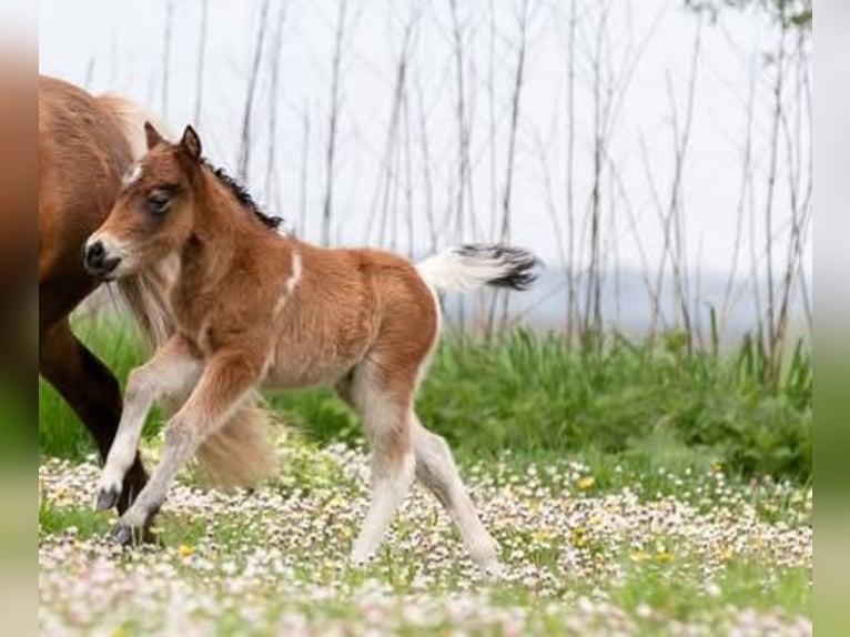 Amerikaans minipaard Merrie 1 Jaar 80 cm Tobiano-alle-kleuren in Valburg