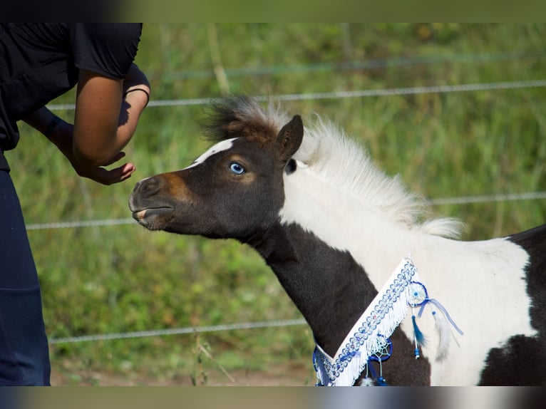 Amerikaans minipaard Merrie 1 Jaar 83 cm Tobiano-alle-kleuren in Sarreguemines