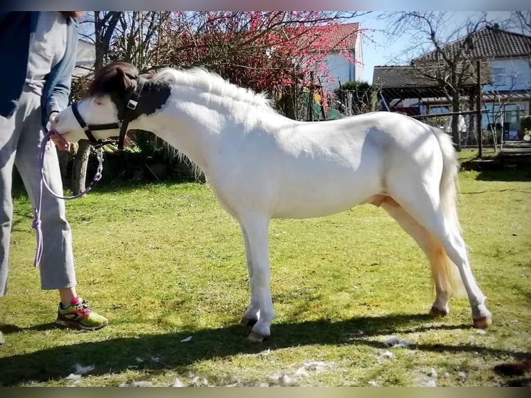 Amerikaans minipaard Merrie 1 Jaar 83 cm Tobiano-alle-kleuren in Sarreguemines