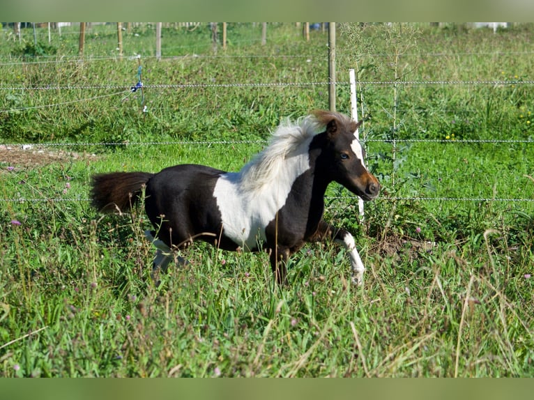 Amerikaans minipaard Merrie 1 Jaar 83 cm Tobiano-alle-kleuren in Sarreguemines