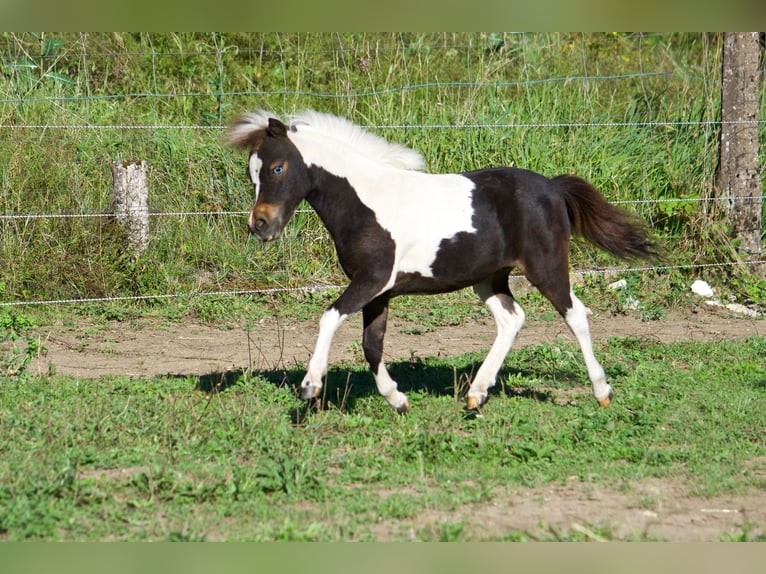 Amerikaans minipaard Merrie 1 Jaar 83 cm Tobiano-alle-kleuren in Sarreguemines