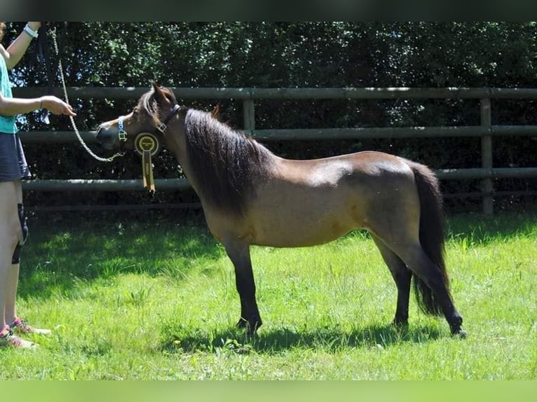 Amerikaans minipaard Merrie 1 Jaar 83 cm Tobiano-alle-kleuren in Sarreguemines