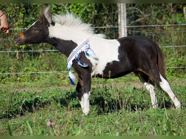 Amerikaans minipaard Merrie 1 Jaar 83 cm Tobiano-alle-kleuren in Sarreguemines