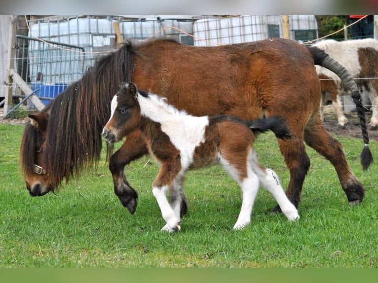 Amerikaans minipaard Merrie 1 Jaar 83 cm Tobiano-alle-kleuren in Sarreguemines