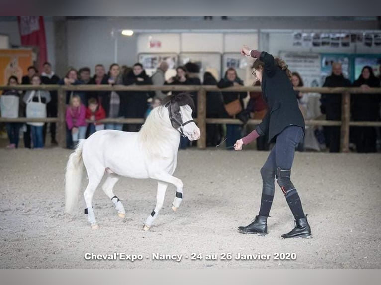 Amerikaans minipaard Merrie 1 Jaar 83 cm Tobiano-alle-kleuren in Sarreguemines