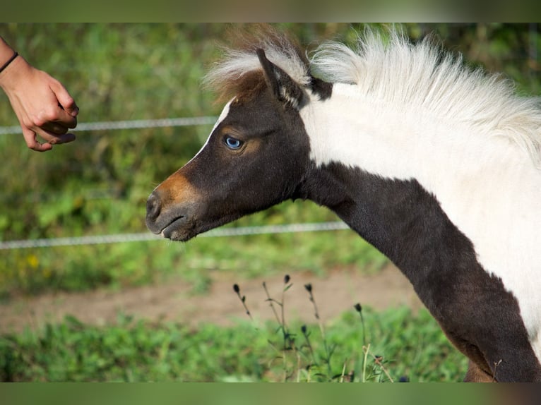 Amerikaans minipaard Merrie 1 Jaar 83 cm Tobiano-alle-kleuren in Sarreguemines