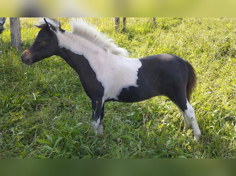 Amerikaans minipaard Merrie 1 Jaar 83 cm Tobiano-alle-kleuren in Sarreguemines