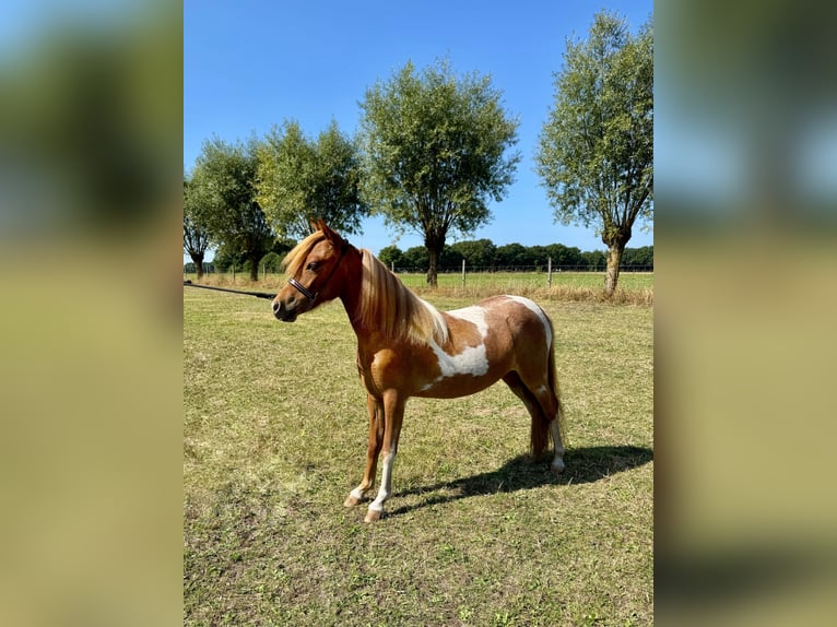 Amerikaans minipaard Merrie 1 Jaar 85 cm Tobiano-alle-kleuren in Wiekevorst