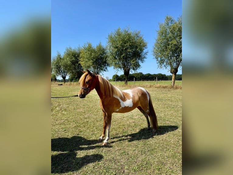 Amerikaans minipaard Merrie 1 Jaar 85 cm Tobiano-alle-kleuren in Wiekevorst