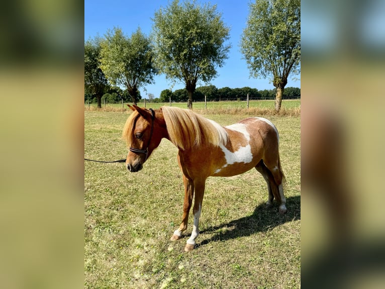 Amerikaans minipaard Merrie 1 Jaar 85 cm Tobiano-alle-kleuren in Wiekevorst
