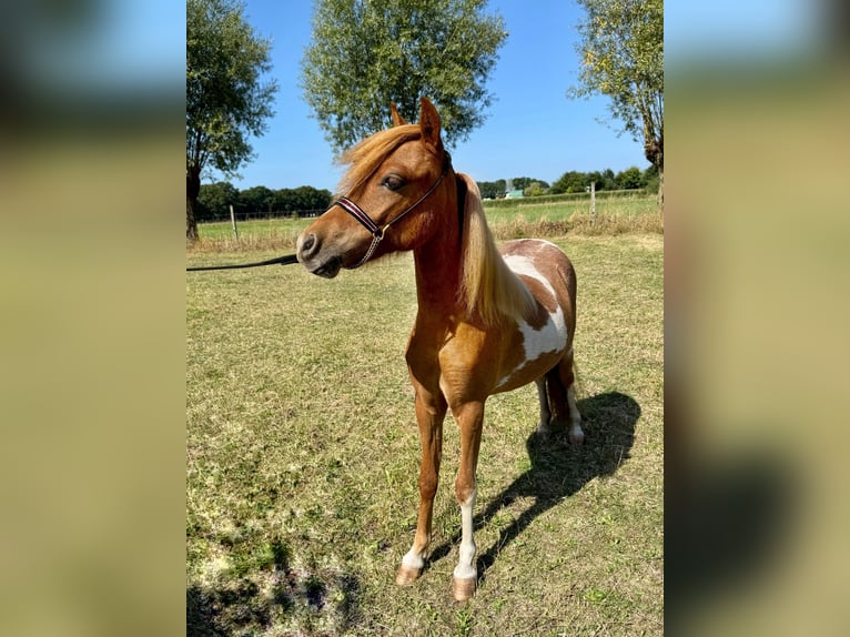Amerikaans minipaard Merrie 1 Jaar 85 cm Tobiano-alle-kleuren in Wiekevorst