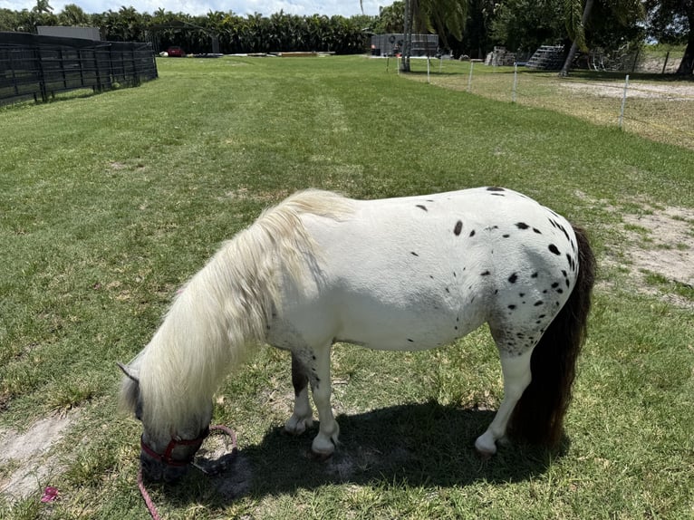 Amerikaans minipaard Merrie 23 Jaar 102 cm Appaloosa in LoxahatcheeWellington