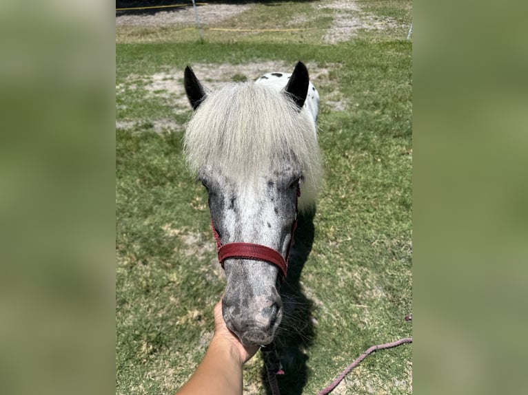 Amerikaans minipaard Merrie 23 Jaar 102 cm Appaloosa in LoxahatcheeWellington