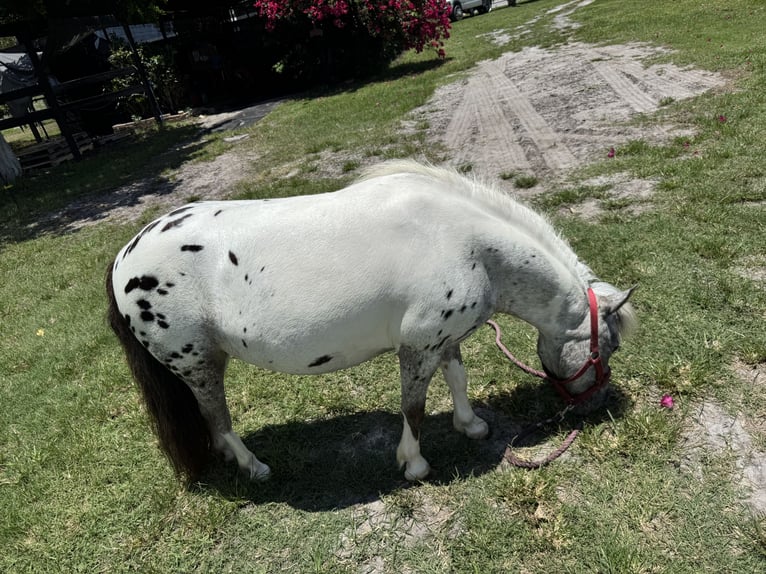 Amerikaans minipaard Merrie 23 Jaar 102 cm Appaloosa in LoxahatcheeWellington