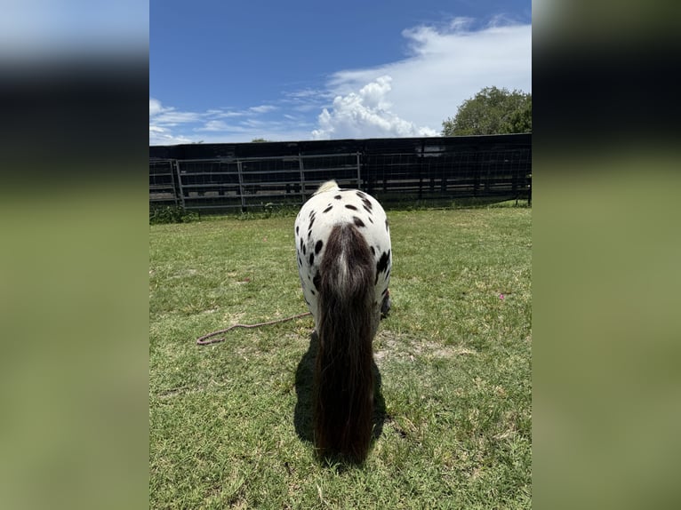 Amerikaans minipaard Merrie 23 Jaar 102 cm Appaloosa in LoxahatcheeWellington