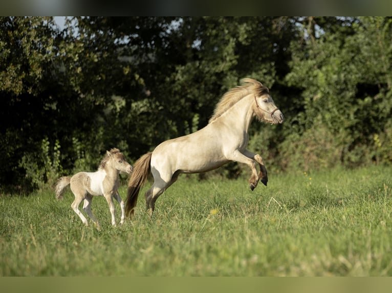 Amerikaans minipaard Merrie 2 Jaar 78 cm Champagne in Loye sur Arnon