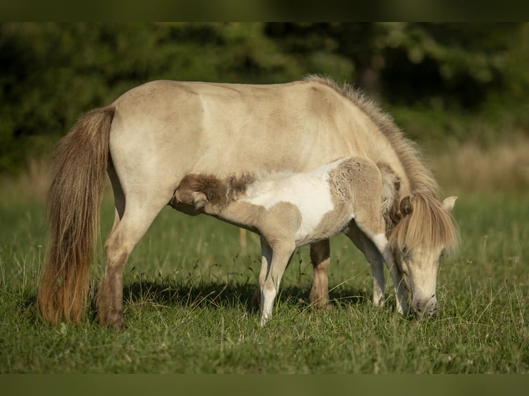 Amerikaans minipaard Merrie 2 Jaar 78 cm Champagne in Loye sur Arnon