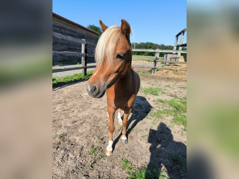 Amerikaans minipaard Merrie 2 Jaar 80 cm Donkere-vos in Mézériat