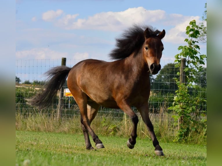 Amerikaans minipaard Merrie 2 Jaar 85 cm Bruin in Rehhorst