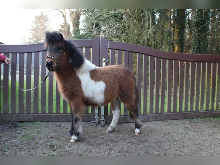 Amerikaans minipaard Merrie 2 Jaar 86 cm Gevlekt-paard in Gettorf