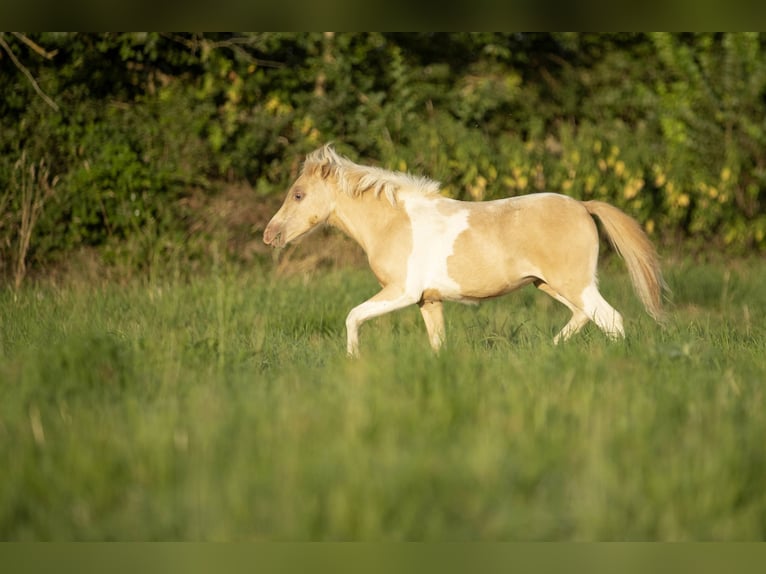 Amerikaans minipaard Merrie 3 Jaar 80 cm Champagne in Loye sur Arnon