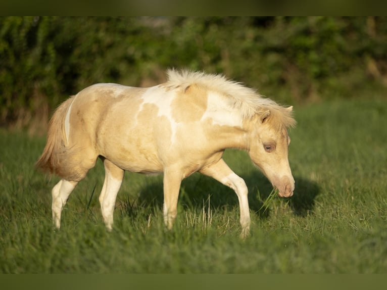 Amerikaans minipaard Merrie 3 Jaar 80 cm Champagne in Loye sur Arnon