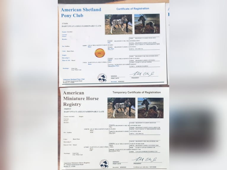 Amerikaans minipaard Merrie 4 Jaar 100 cm  in Kimswerd