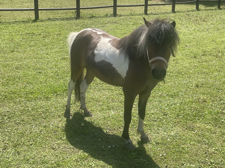 Amerikaans minipaard Merrie 4 Jaar 95 cm Tobiano-alle-kleuren in Bad Bentheim